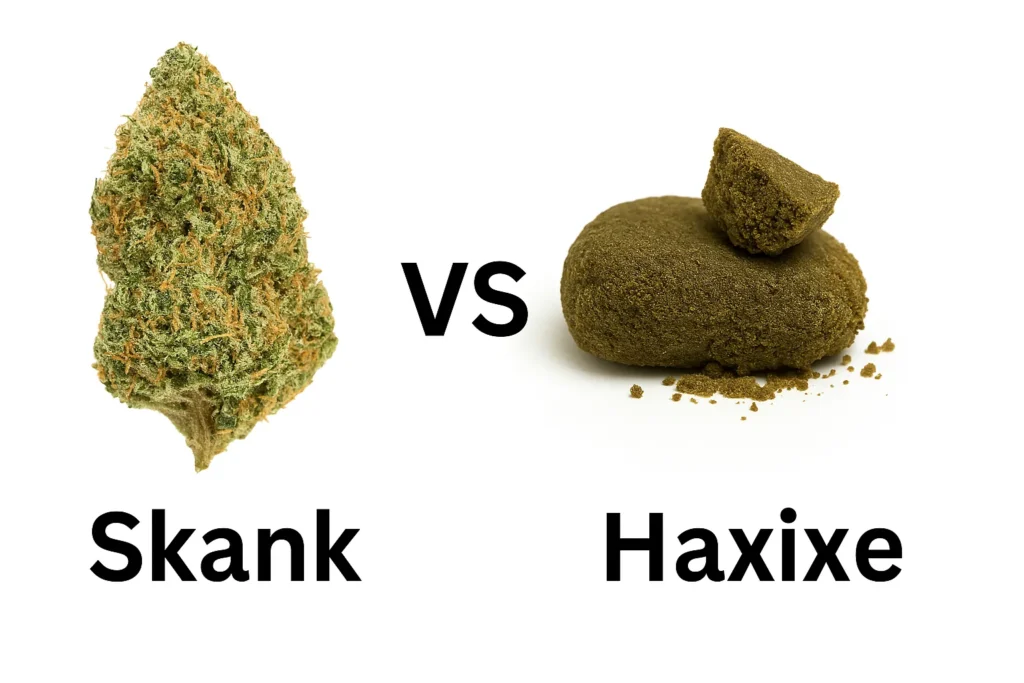 Skank ou Skunk: O que é essa maconha e os perigos da droga comparativo entre skank e haxixe